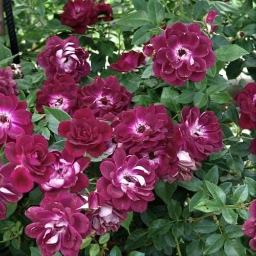 Burgundy Iceberg - Weeks Rose