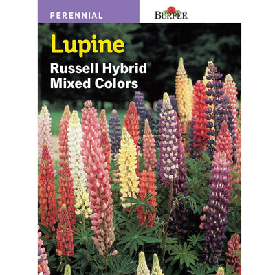 Lupin Russell Hybrid Mix - Burpee Seeds