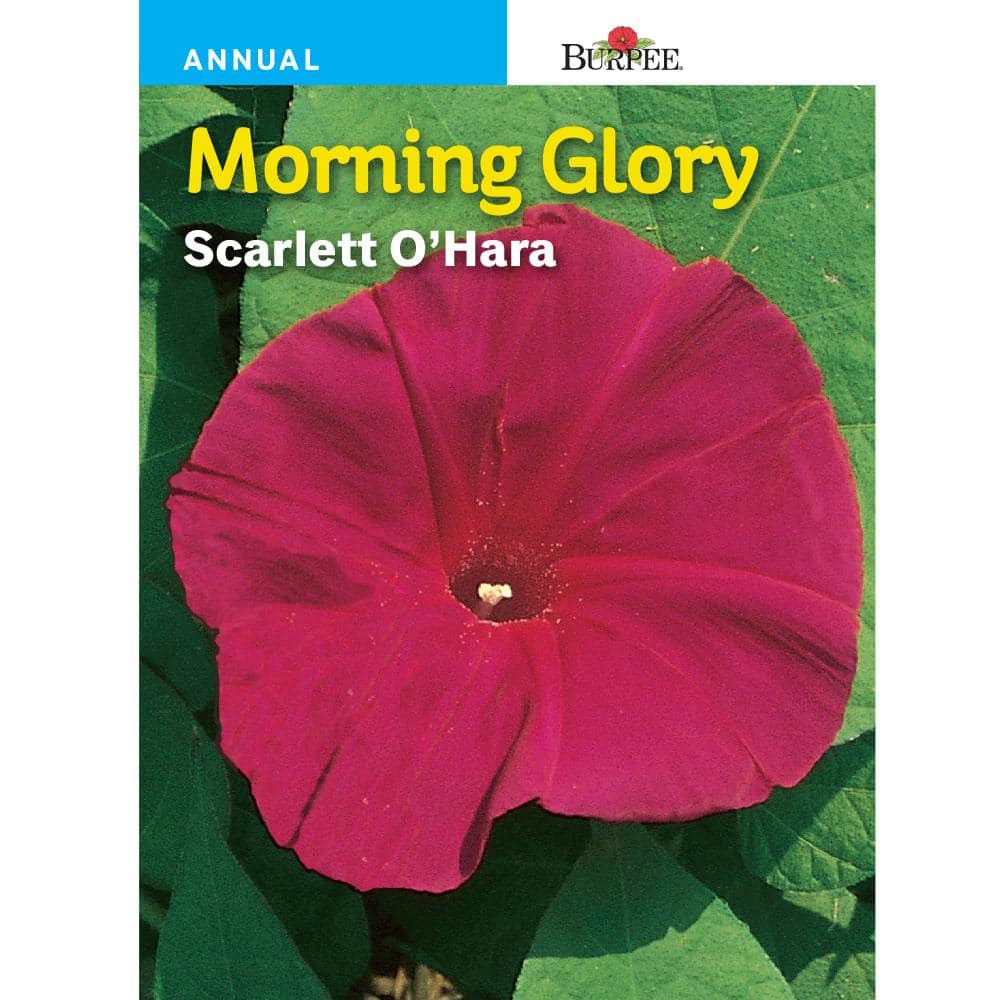 Morning Glory Scarlett O'Hara - Burpee Seeds