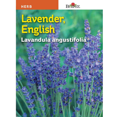 Lavender English - Burpee Seeds