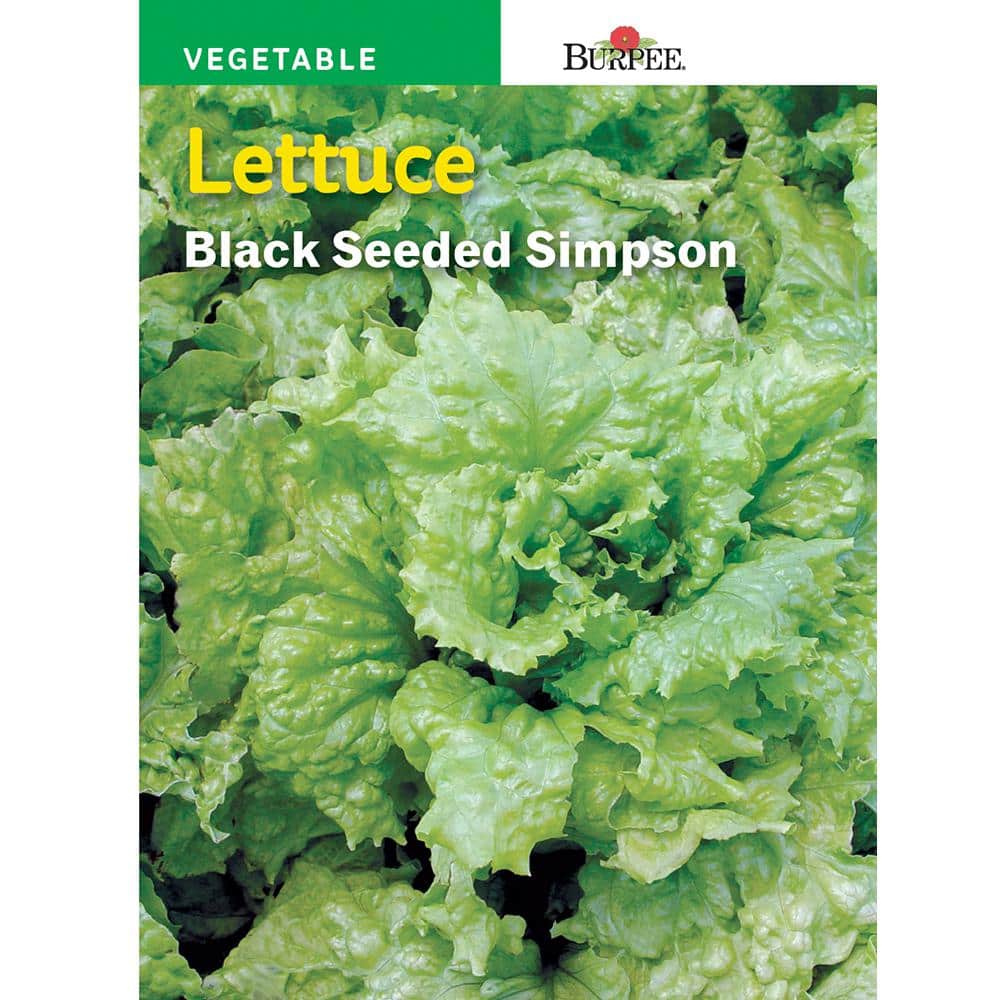 Lettuce Black Seeded Simpson - Burpee Seeds