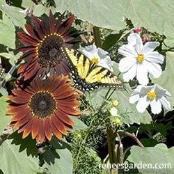 Butterfly Garden Bonus Pack - Renee's Garden  