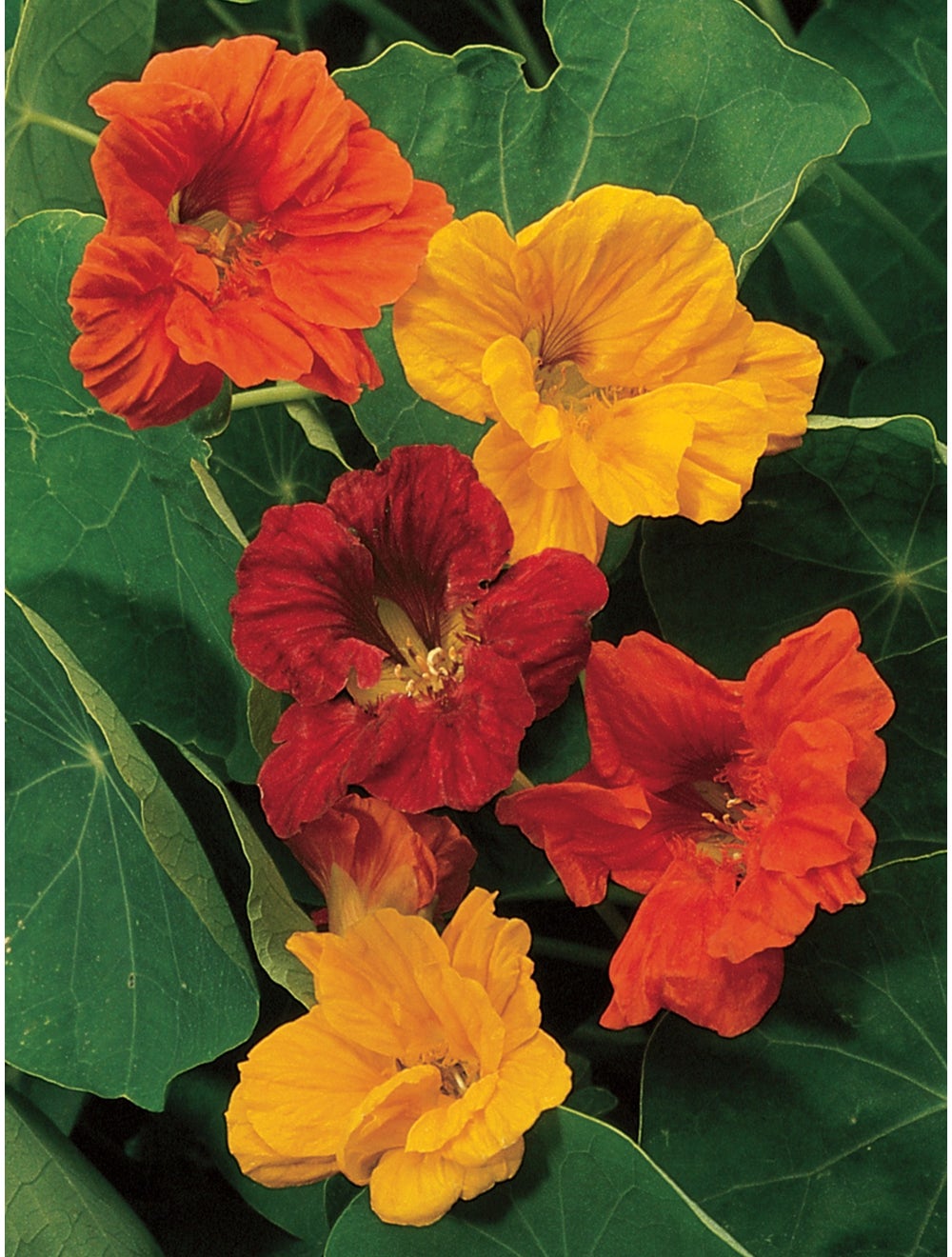 Nasturtium Double Dwarf Jewel Mix - Burpee Seeds