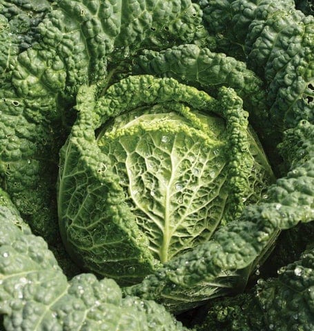 Cabbage Capriccio - West Coast Seeds