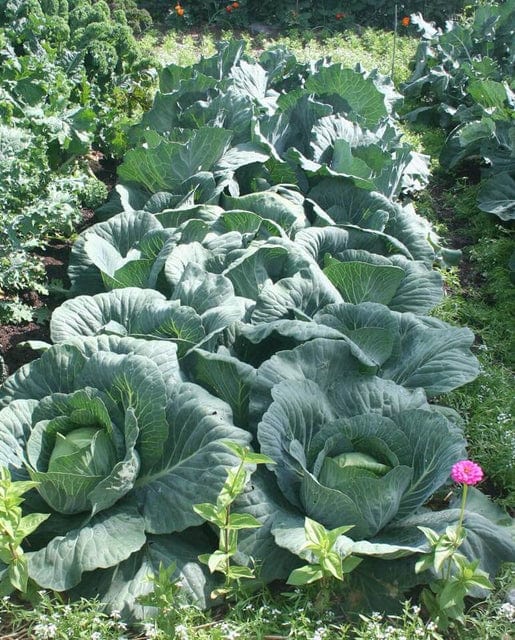 Cabbage Charmant - West Coast Seeds