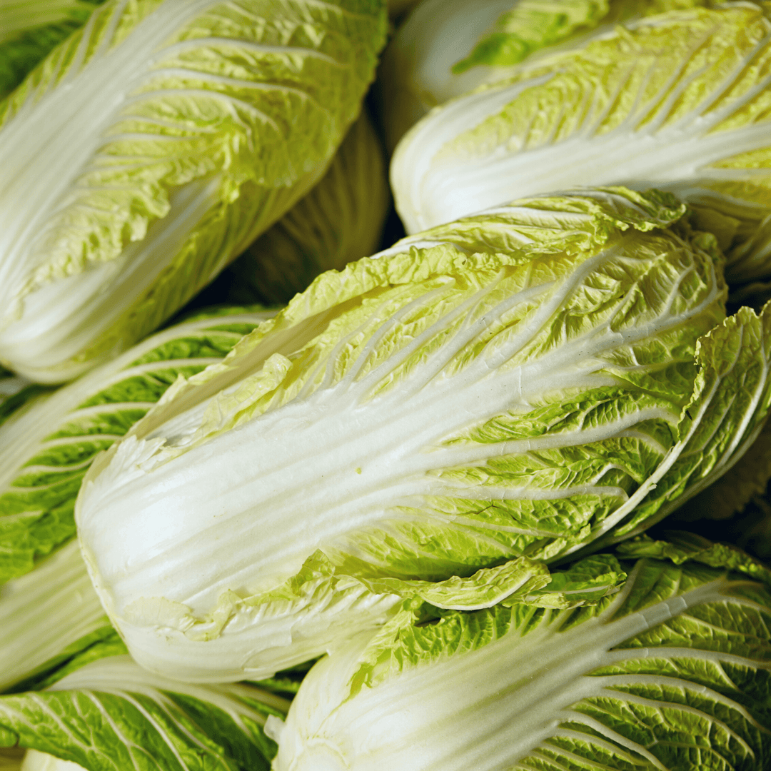 Cabbage Chinese Michihli - Ontario Seed Company