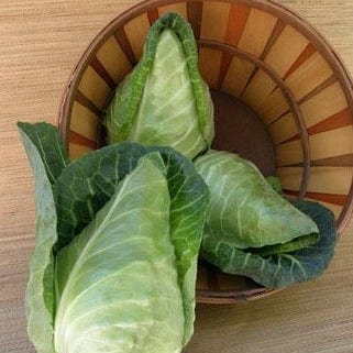 Cabbage Conehead - Renee's Garden Seeds