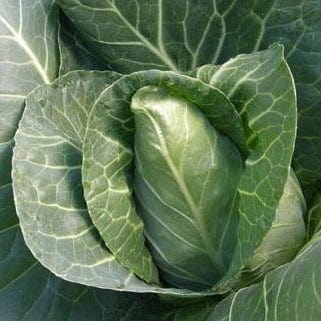 Cabbage Conehead - Renee's Garden Seeds