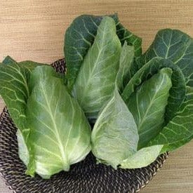 Cabbage Conehead - Renee's Garden Seeds