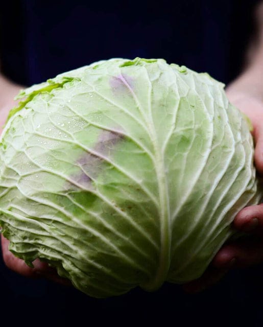 Cabbage Consul - West Coast Seeds