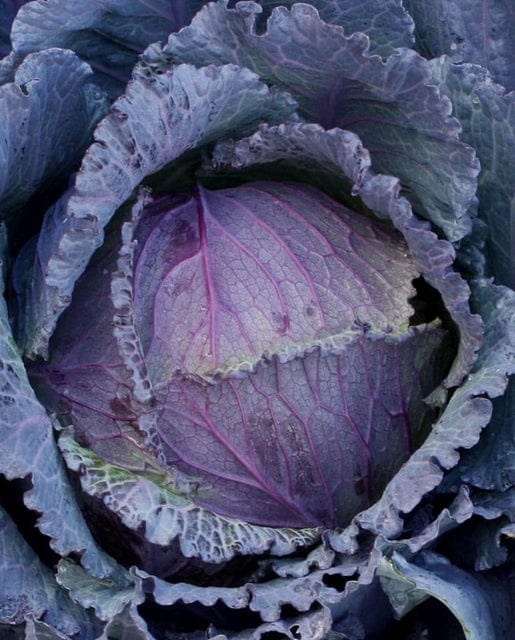 Cabbage Deadon - West Coast Seeds