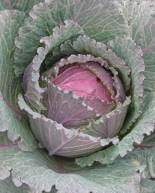 Cabbage Deadon - West Coast Seeds