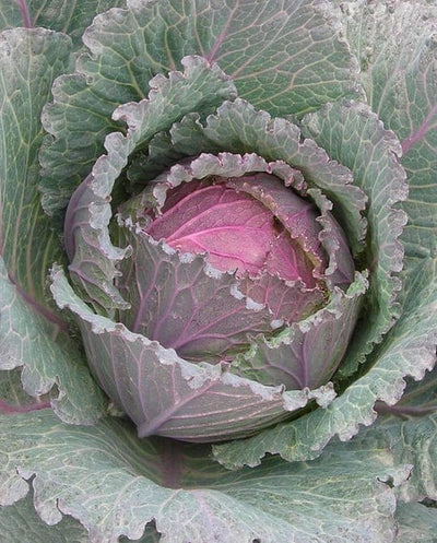 Cabbage Deadon - West Coast Seeds