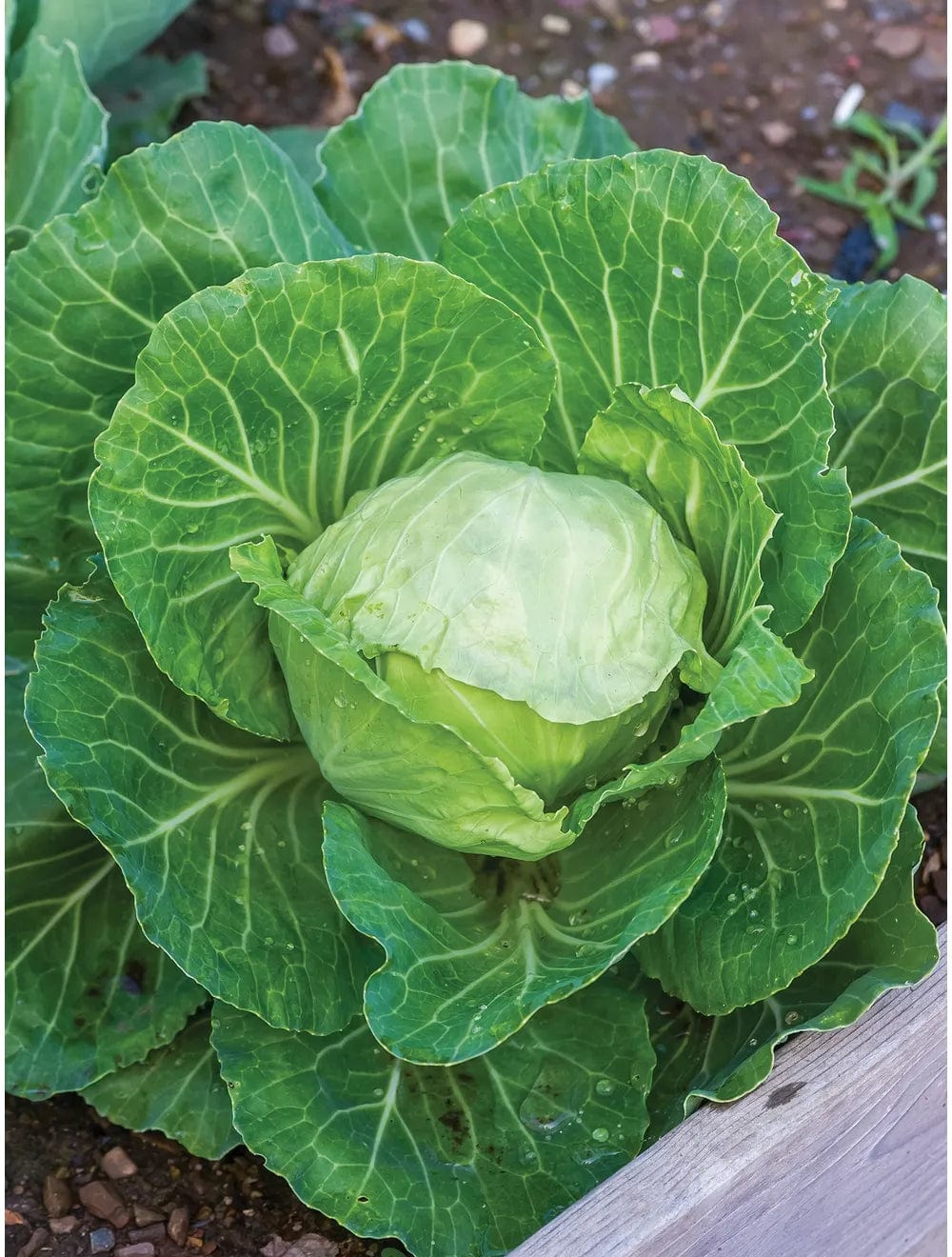 Cabbage Earliana - Burpee Seeds