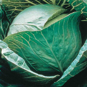 Cabbage Early Copenhagen Market - McKenzie Seeds