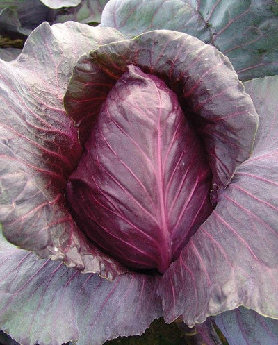 Cabbage Kalibos - West Coast Seeds
