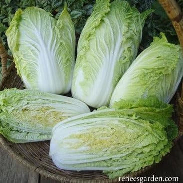 Cabbage Little Jade - Renee's Garden Seeds