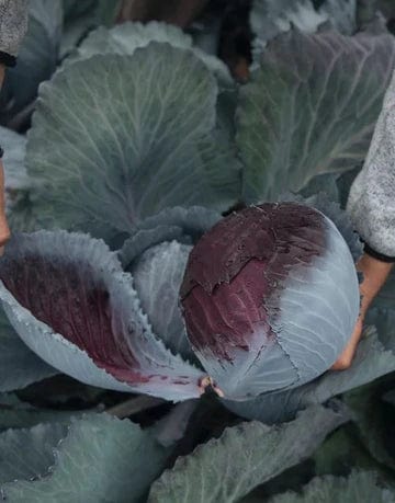 Cabbage Loredo - West Coast Seeds