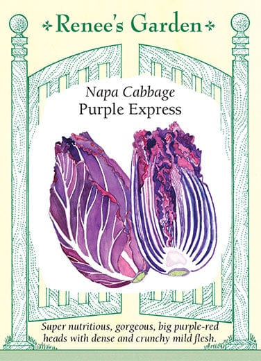 Cabbage Napa Purple Express - Renee's Garden