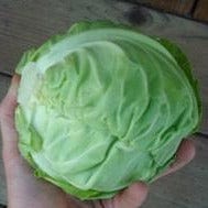 Cabbage Pixie - Renee's Garden Seeds