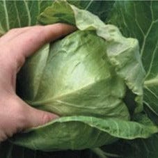 Cabbage Pixie - Renee's Garden Seeds