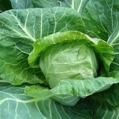 Cabbage Pixie - Renee's Garden Seeds