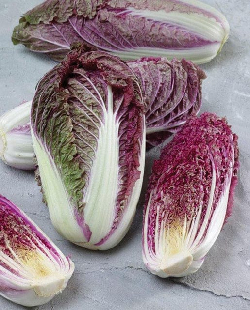 Cabbage Red Scarvita - West Coast Seeds