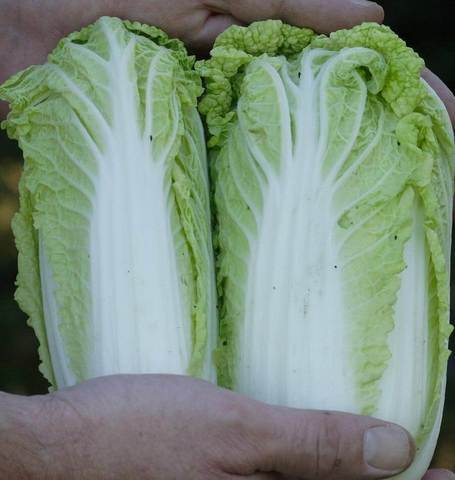 Cabbage Wa Wa Sai - West Coast Seeds
