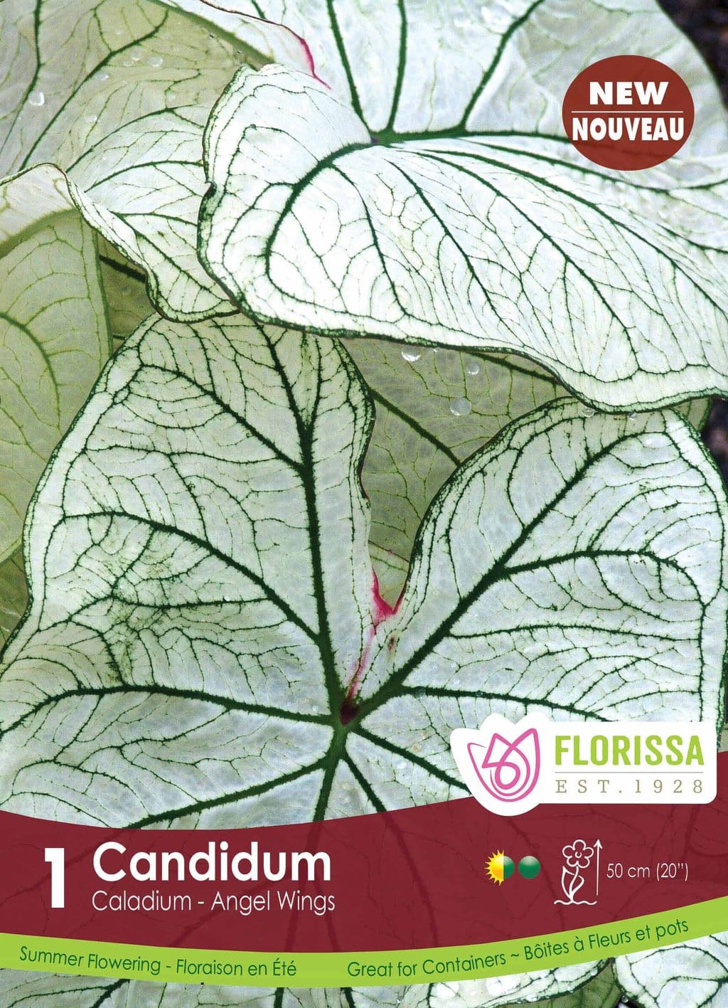 Caladium - Candidum