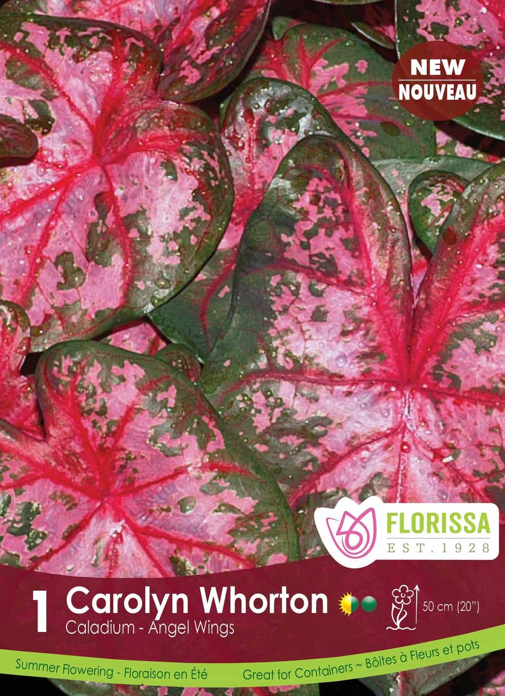 Caladium - Carolyn Whorton