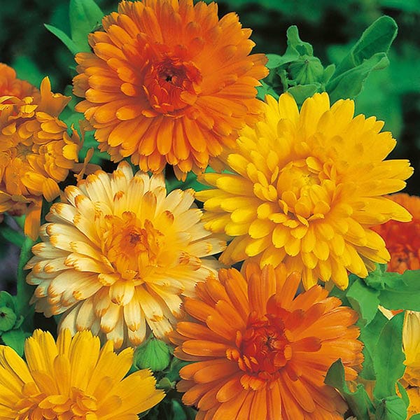 Calendula Art Shades - Mr. Fothergill's Seeds