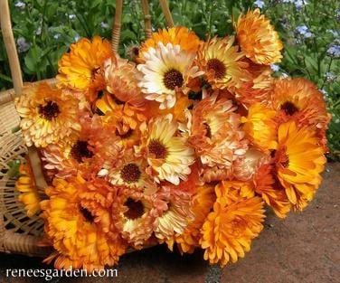 Calendula Flashback - Renee's Garden