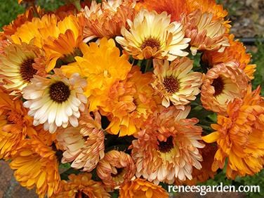 Calendula Flashback - Renee's Garden