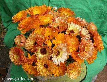 Calendula Flashback - Renee's Garden