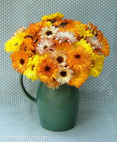 Calendula Flashback - Renee's Garden