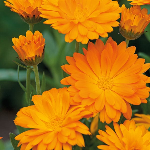 Calendula Funky Stuff - Mr. Fothergill's Seeds