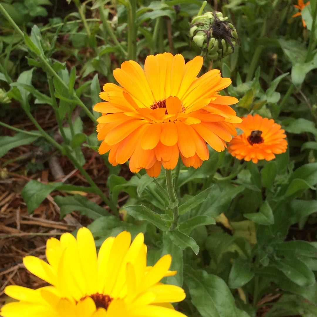 Calendula - Good Earth Farms 