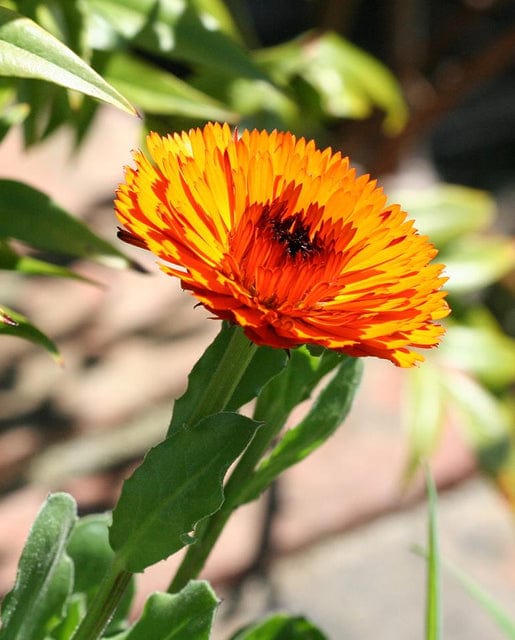 Calendula Indian Prince - West Coast Seeds