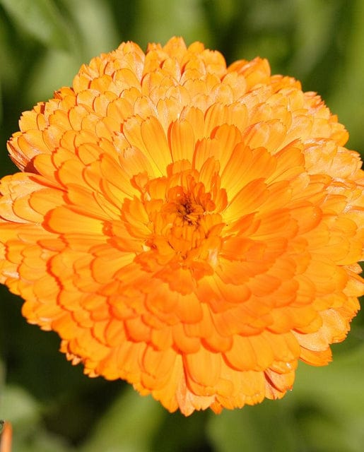 Calendula Indian Prince - West Coast Seeds