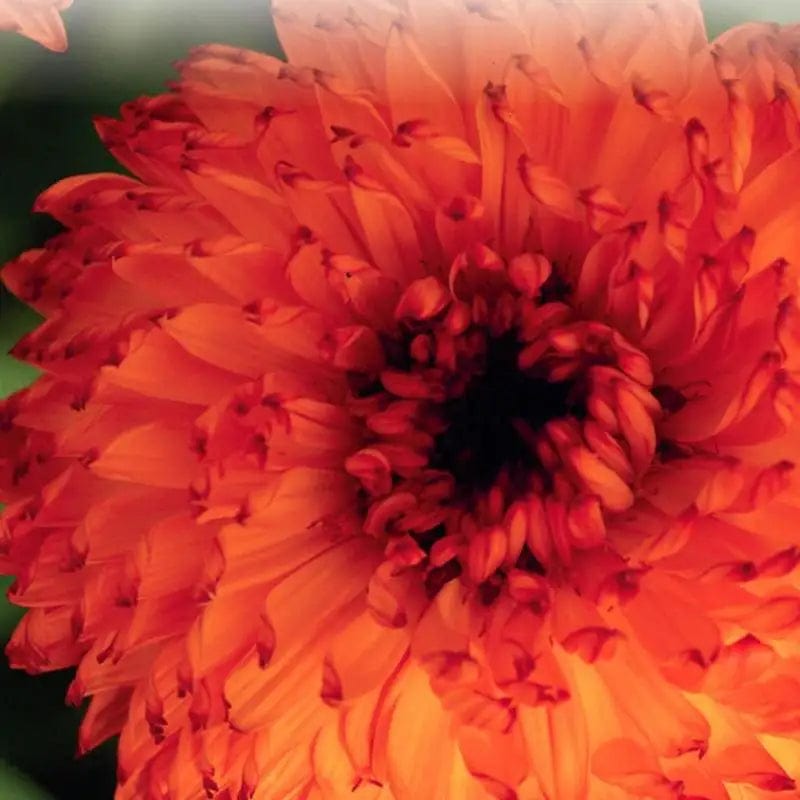 Calendula Neon - McKenzie Seeds