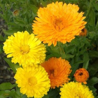 Calendula Orange/Lemon Twist - Butterfly Calendula Mix