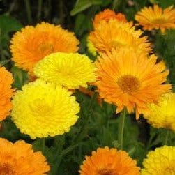 Calendula Orange/Lemon Twist - Renee's Garden Seeds