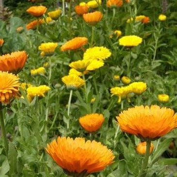 Calendula Orange/Lemon Twist - Butterfly Calendula Mix