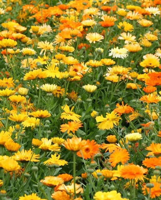 Calendula Pacific Beauty Mix - West Coast Seeds