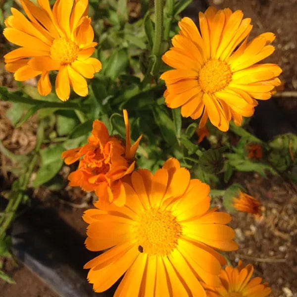 Calendula Simple Orange - Saanich Organic Seeds