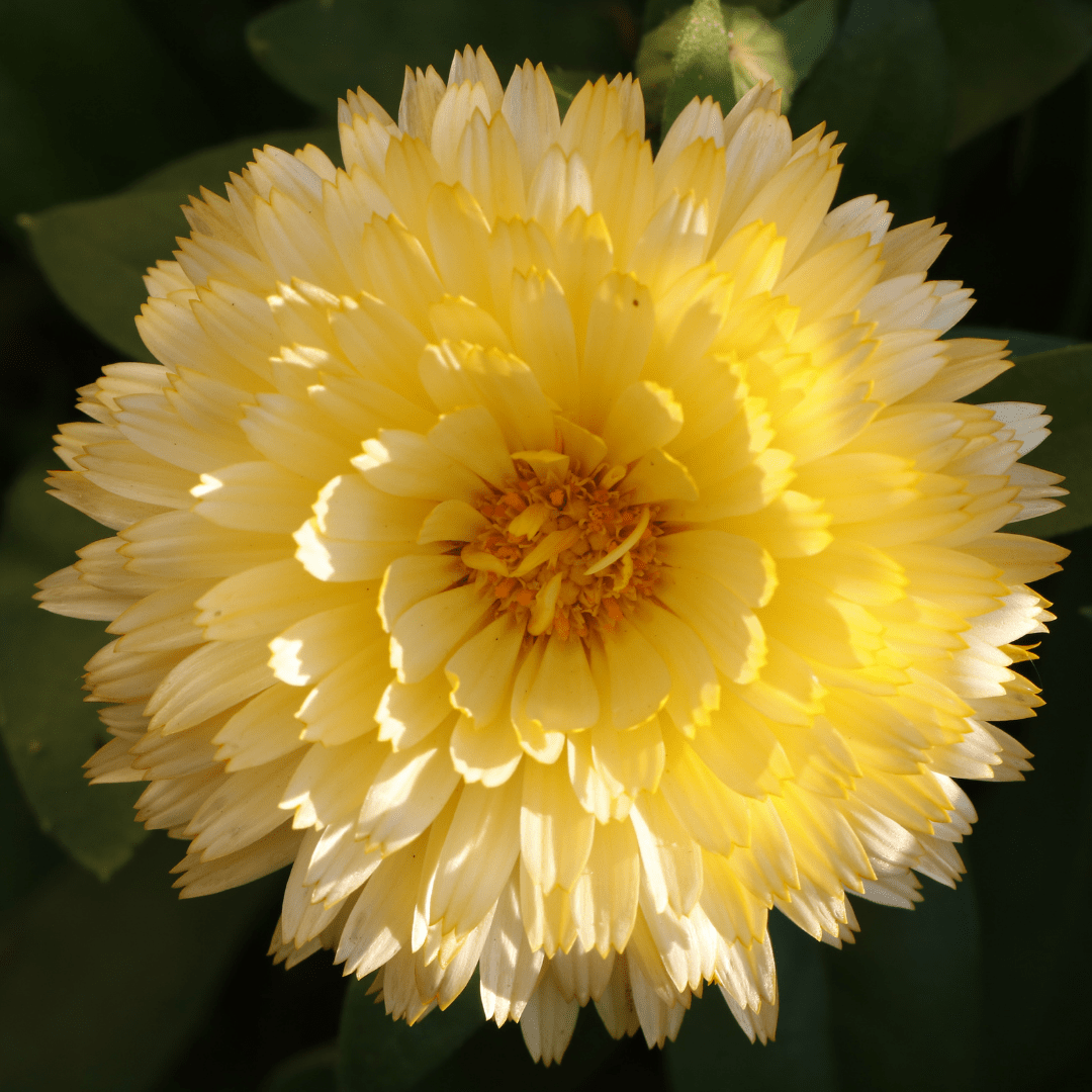 Calendula Snow Princess - Salt Spring Seeds