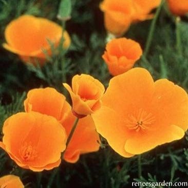 Scatter Can California Poppies - Renee's Garden Seeds