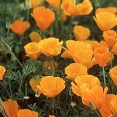 Scatter Can California Poppies - Renee's Garden Seeds