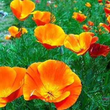 Scatter Can California Poppies - Renee's Garden Seeds