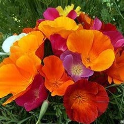 Poppies Tropical Sunset - Renee`s Garden Seeds